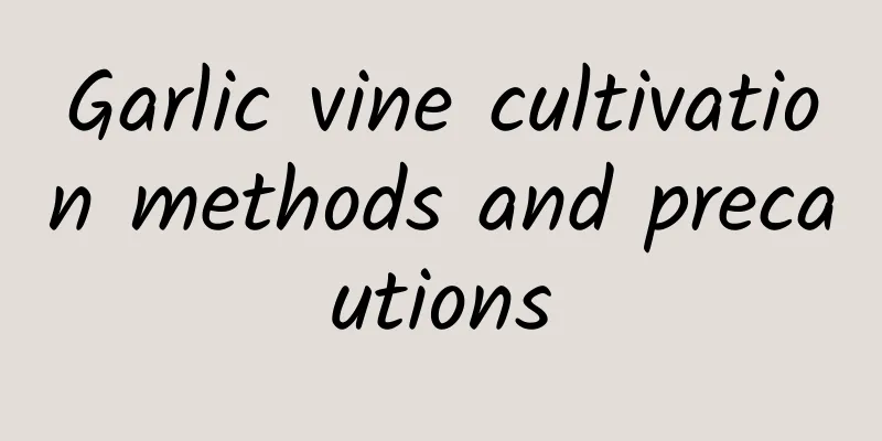 Garlic vine cultivation methods and precautions