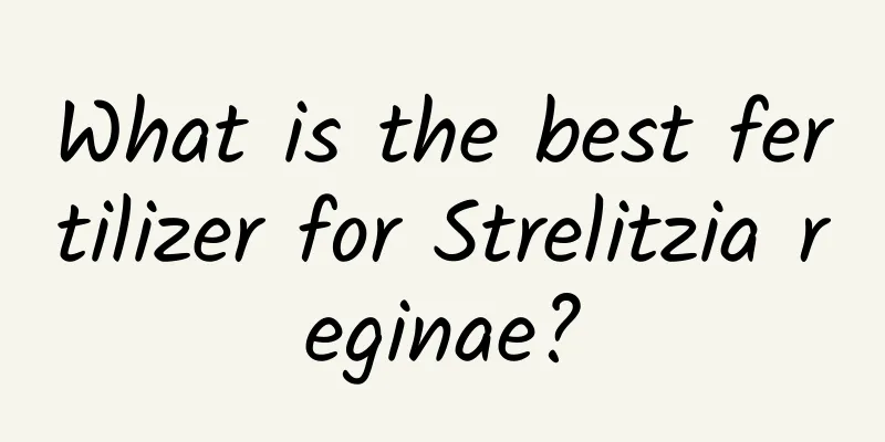 What is the best fertilizer for Strelitzia reginae?