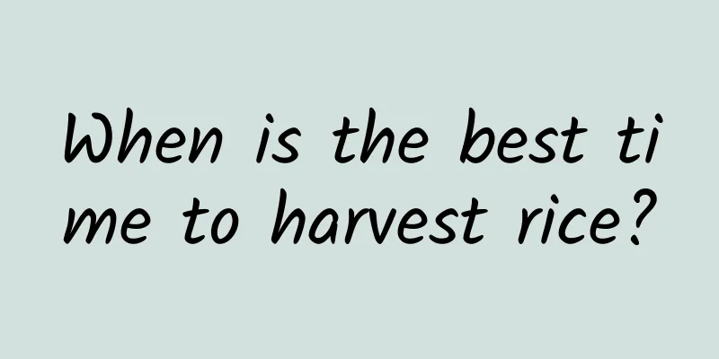 When is the best time to harvest rice?