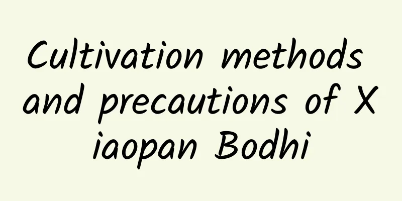 Cultivation methods and precautions of Xiaopan Bodhi