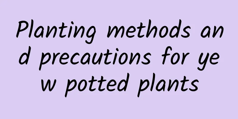 Planting methods and precautions for yew potted plants