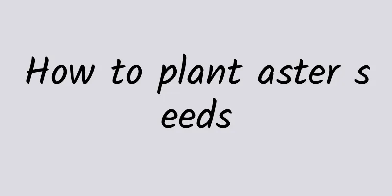How to plant aster seeds