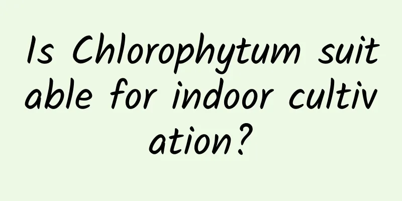Is Chlorophytum suitable for indoor cultivation?