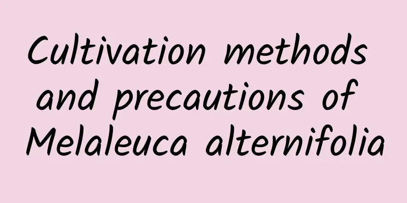Cultivation methods and precautions of Melaleuca alternifolia