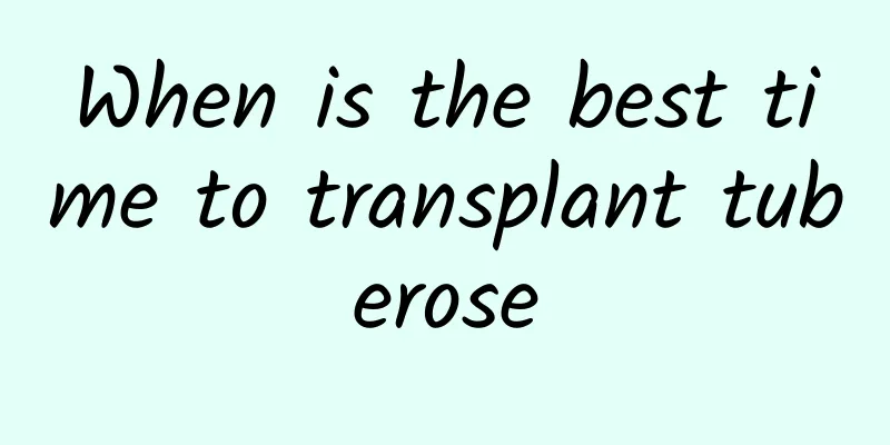 When is the best time to transplant tuberose