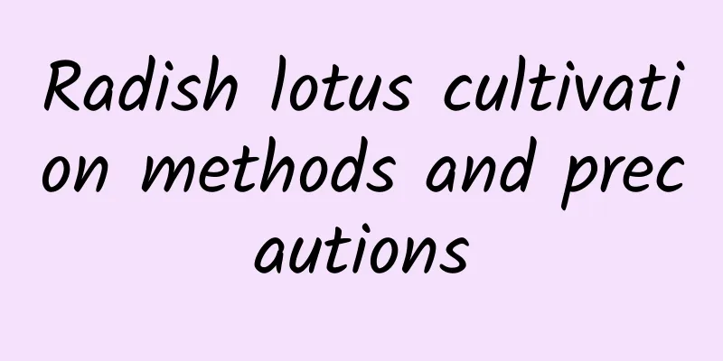 Radish lotus cultivation methods and precautions