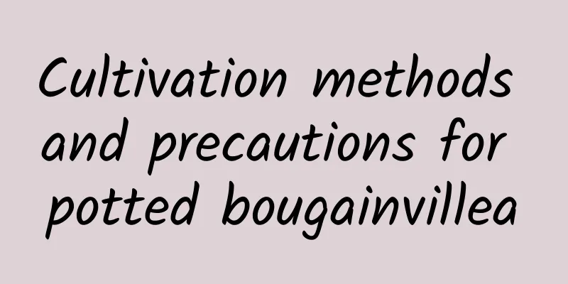 Cultivation methods and precautions for potted bougainvillea