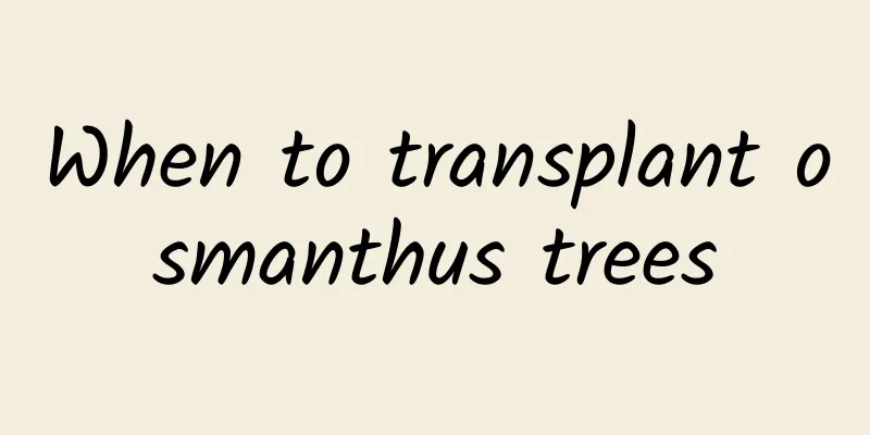 When to transplant osmanthus trees
