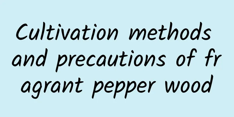 Cultivation methods and precautions of fragrant pepper wood