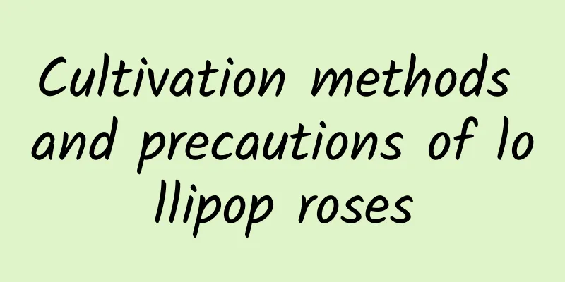 Cultivation methods and precautions of lollipop roses
