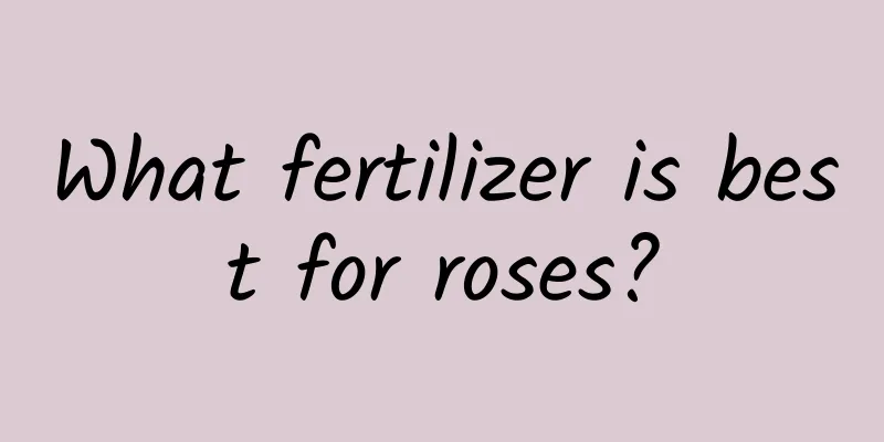 What fertilizer is best for roses?