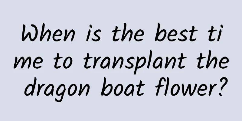 When is the best time to transplant the dragon boat flower?