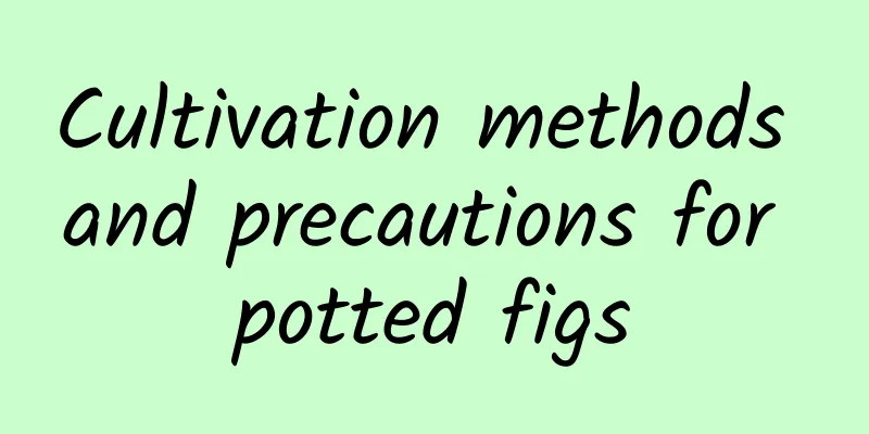 Cultivation methods and precautions for potted figs