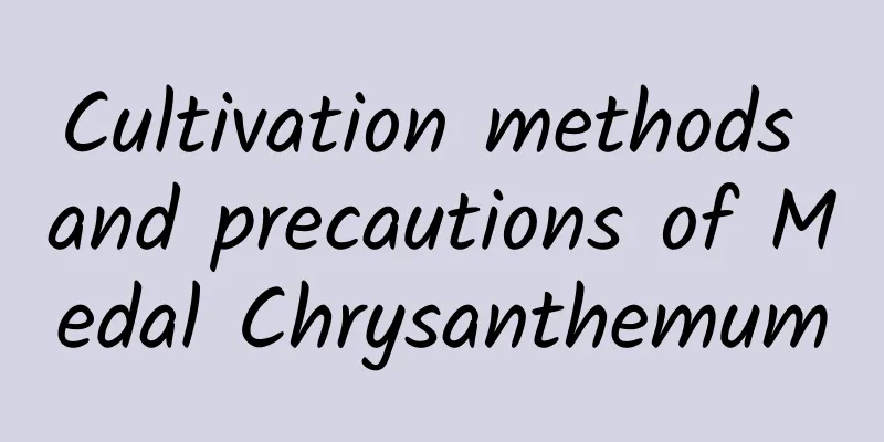Cultivation methods and precautions of Medal Chrysanthemum