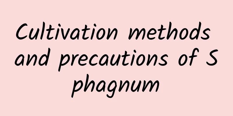 Cultivation methods and precautions of Sphagnum