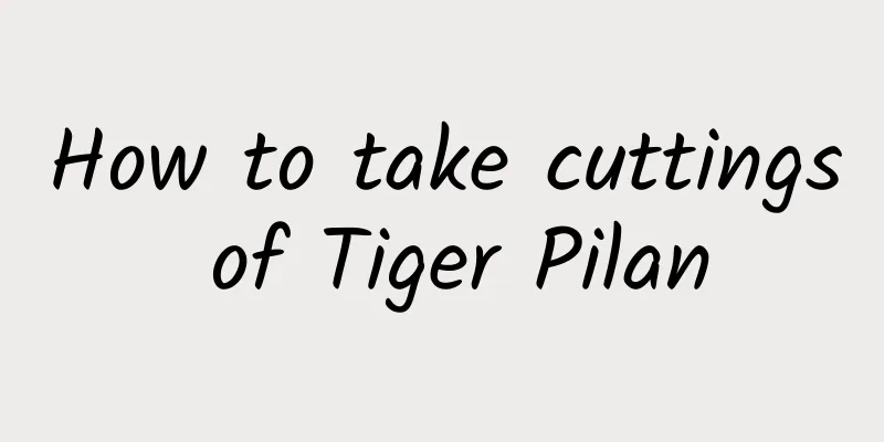 How to take cuttings of Tiger Pilan