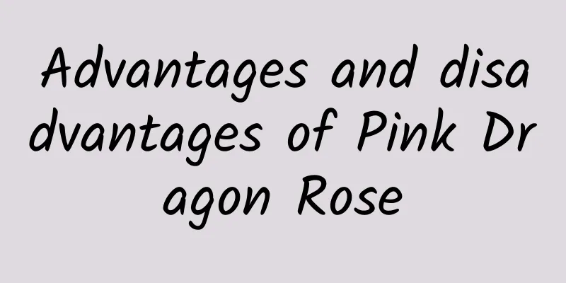 Advantages and disadvantages of Pink Dragon Rose