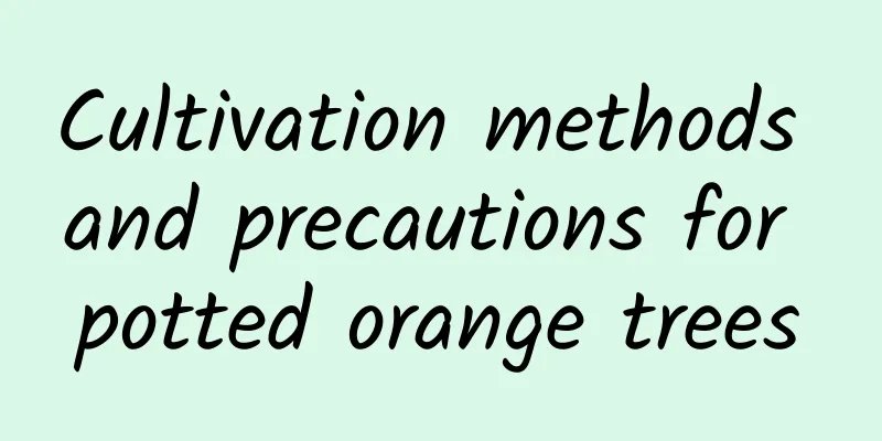 Cultivation methods and precautions for potted orange trees