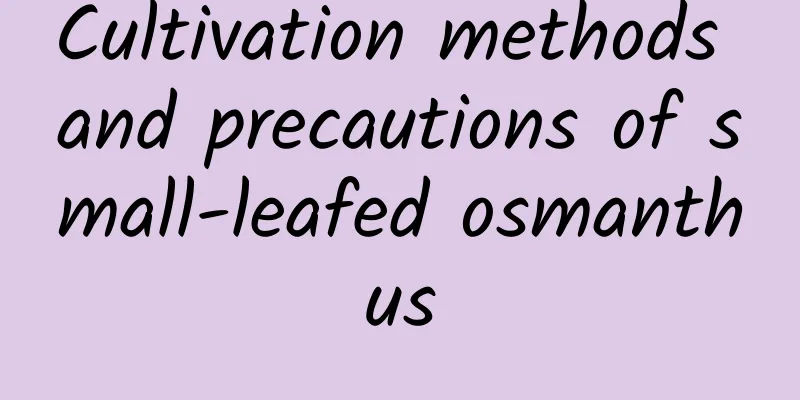 Cultivation methods and precautions of small-leafed osmanthus