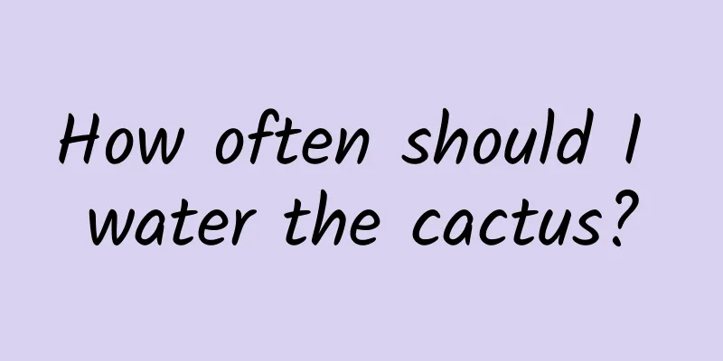 How often should I water the cactus?