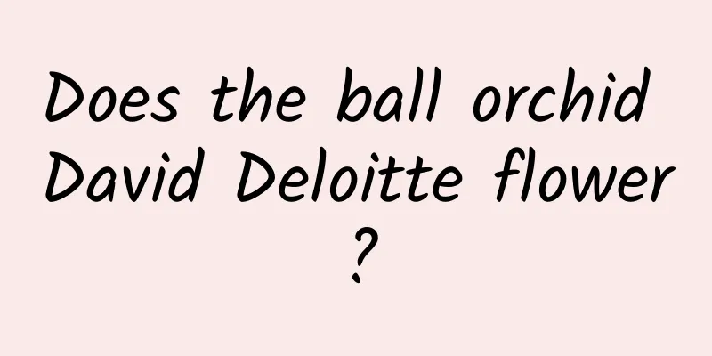 Does the ball orchid David Deloitte flower?