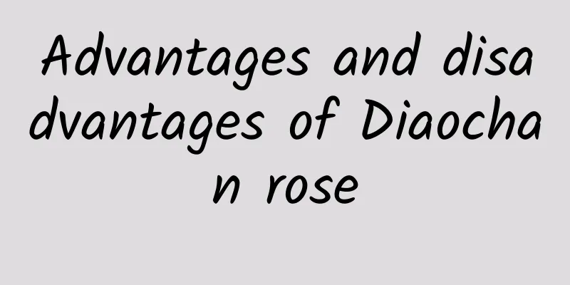 Advantages and disadvantages of Diaochan rose