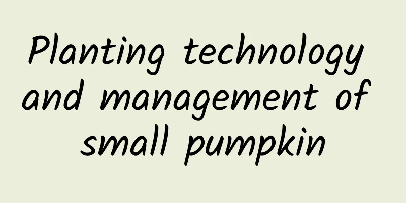Planting technology and management of small pumpkin