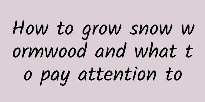 How to grow snow wormwood and what to pay attention to