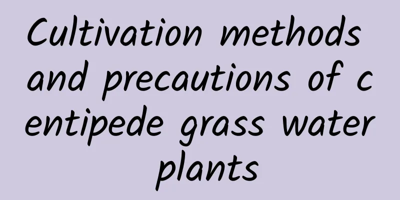 Cultivation methods and precautions of centipede grass water plants
