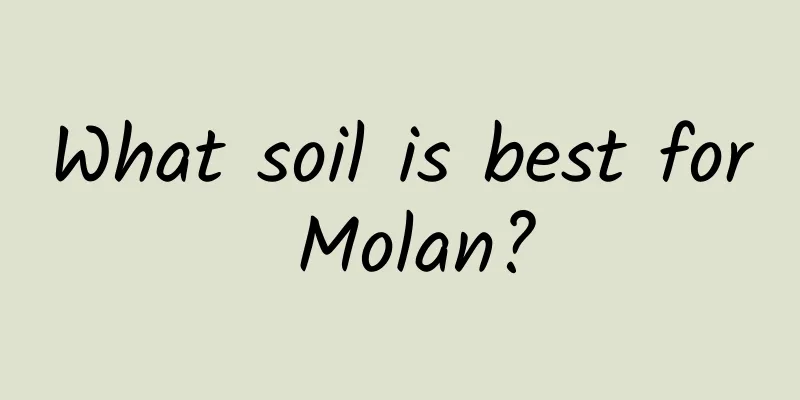 What soil is best for Molan?