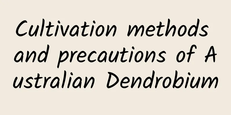 Cultivation methods and precautions of Australian Dendrobium