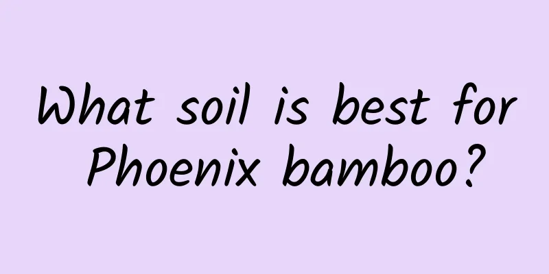 What soil is best for Phoenix bamboo?