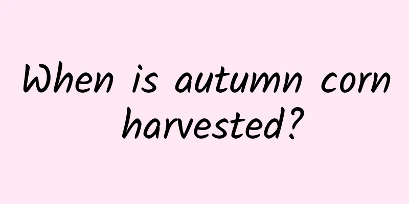 When is autumn corn harvested?