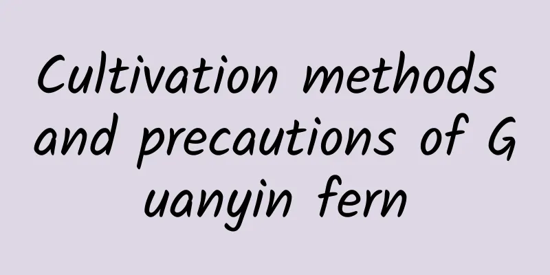 Cultivation methods and precautions of Guanyin fern
