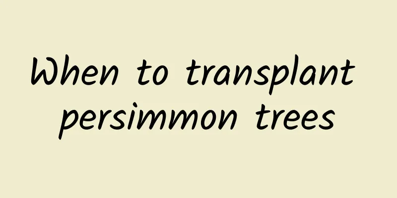 When to transplant persimmon trees
