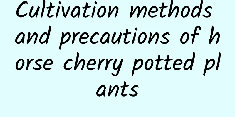 Cultivation methods and precautions of horse cherry potted plants