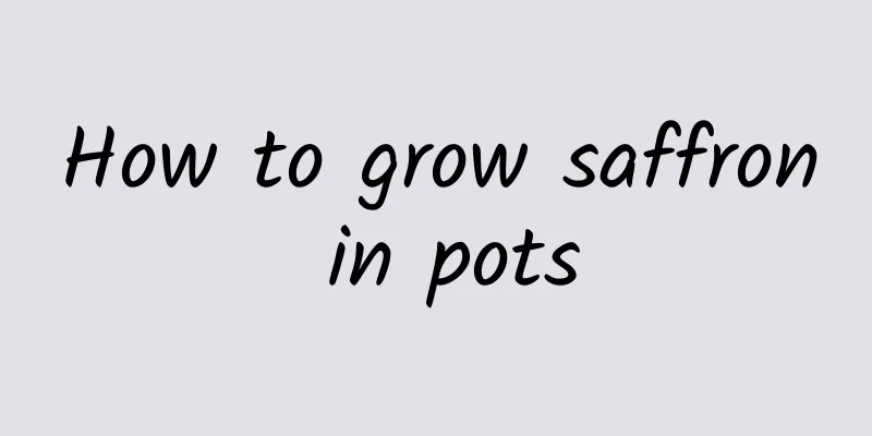 How to grow saffron in pots