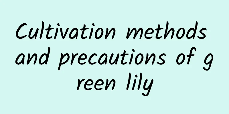 Cultivation methods and precautions of green lily