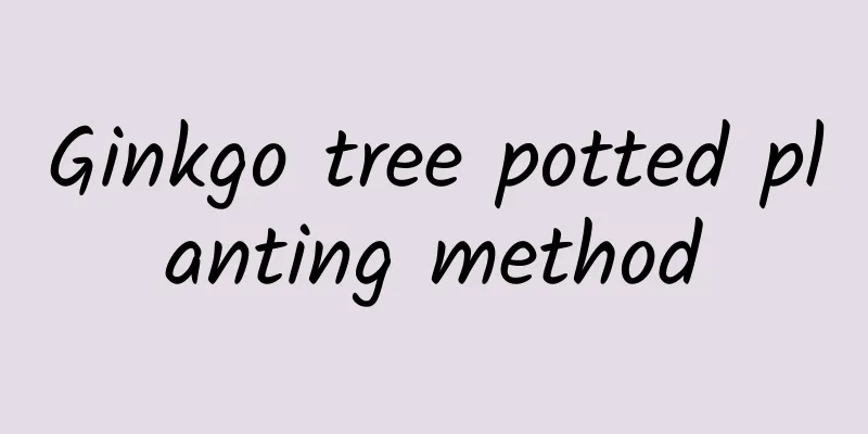 Ginkgo tree potted planting method