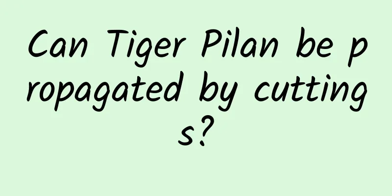 Can Tiger Pilan be propagated by cuttings?