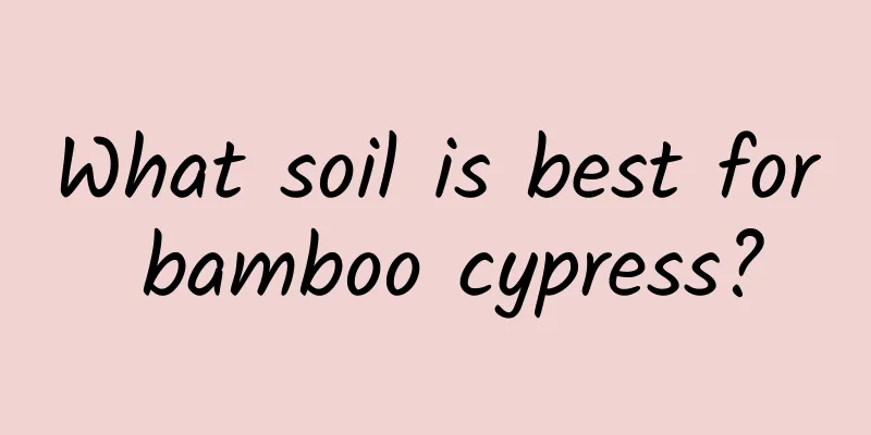 What soil is best for bamboo cypress?