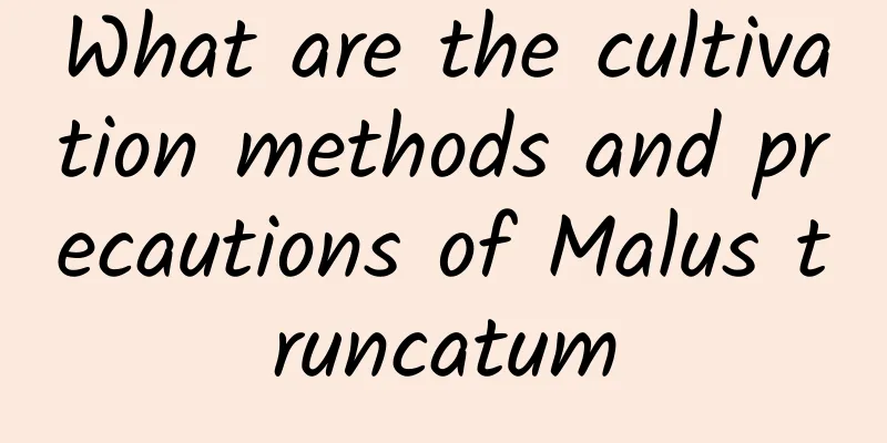 What are the cultivation methods and precautions of Malus truncatum