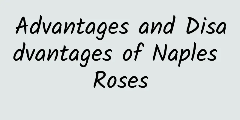 Advantages and Disadvantages of Naples Roses