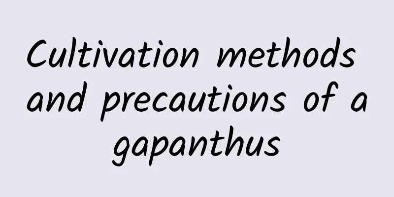 Cultivation methods and precautions of agapanthus