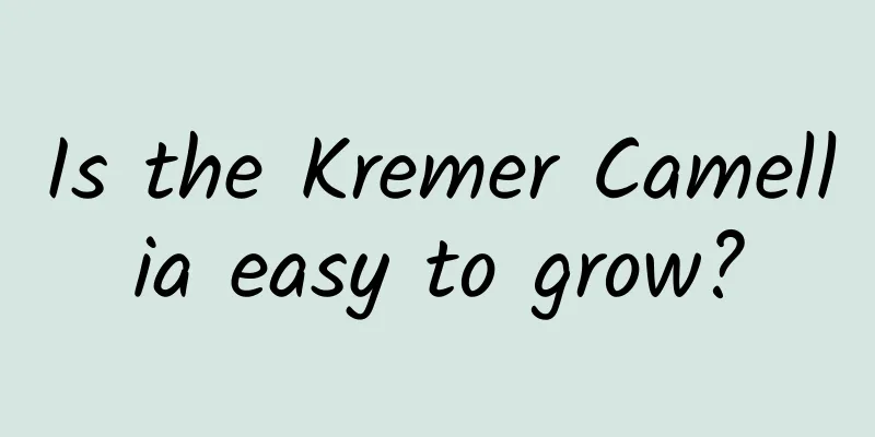 Is the Kremer Camellia easy to grow?