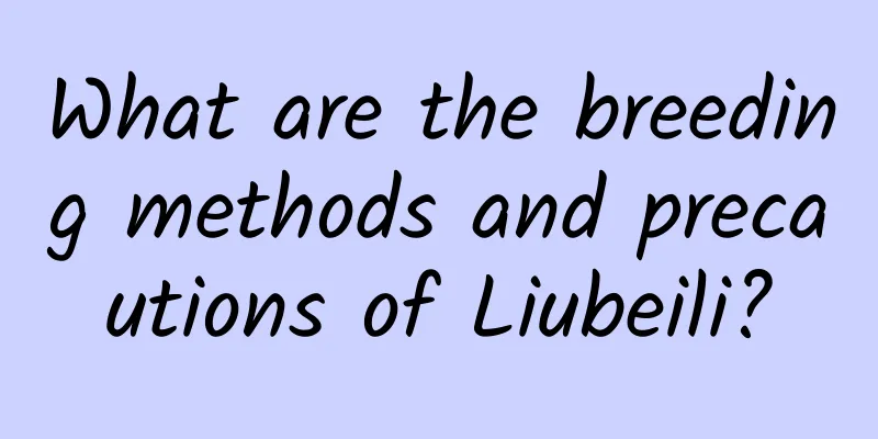 What are the breeding methods and precautions of Liubeili?