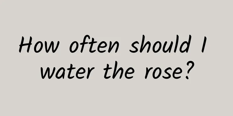 How often should I water the rose?