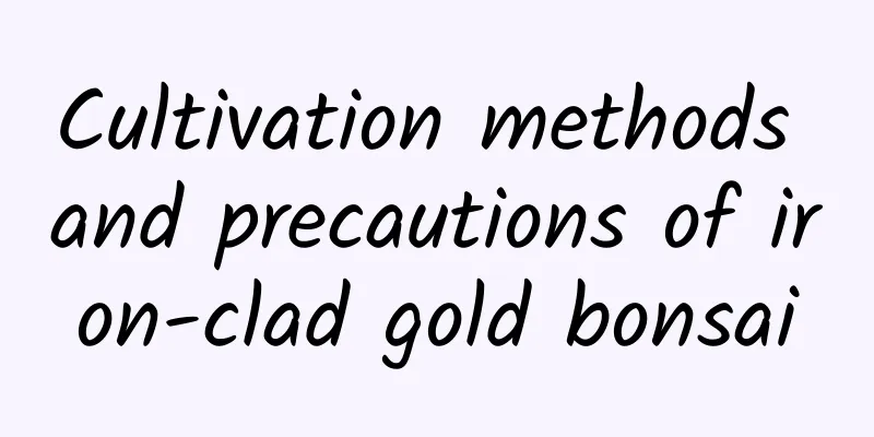 Cultivation methods and precautions of iron-clad gold bonsai