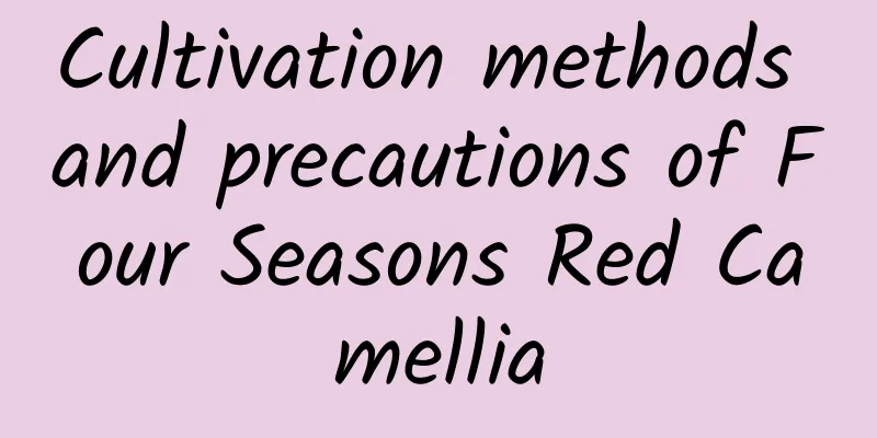 Cultivation methods and precautions of Four Seasons Red Camellia
