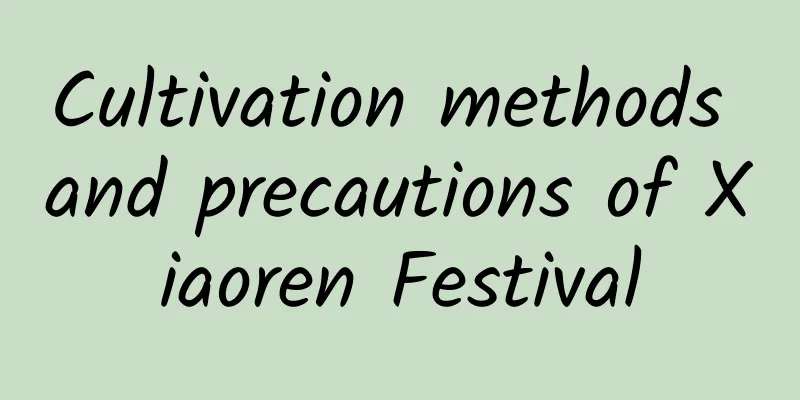 Cultivation methods and precautions of Xiaoren Festival